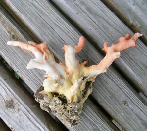 ~bhijX̌ w΃TSx X荥 җ a j   3̒a Mtg v[g 35N XEl