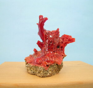 yYԎX̔q u ؁w΃TSx X荥 җ a j   3̒a Mtg v[g 35N XEl