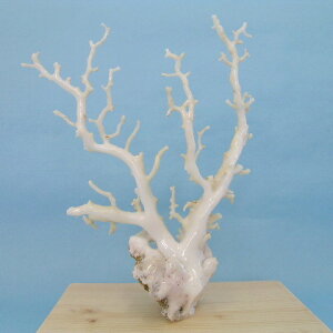 wΎX̌΁xX̌ q u w΃TSx X荥 җ a j   3̒a Mtg v[g 35N XElƕ