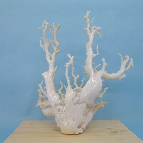 楽天市場】『宝石珊瑚の原石』白珊瑚の原木 拝見 置き物 『宝石サンゴ