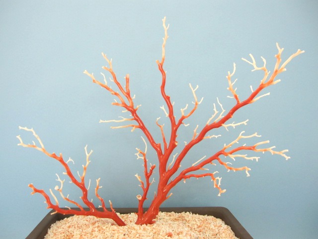 豪華！桃珊瑚の盆栽風の置き物 原木 拝見 置物 『宝石サンゴ』 珊瑚婚