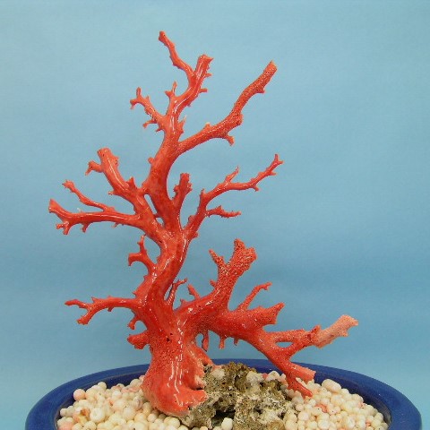 楽天市場】桃珊瑚の原木 拝見 『宝石サンゴ』 珊瑚婚 還暦 誕生日 御祝