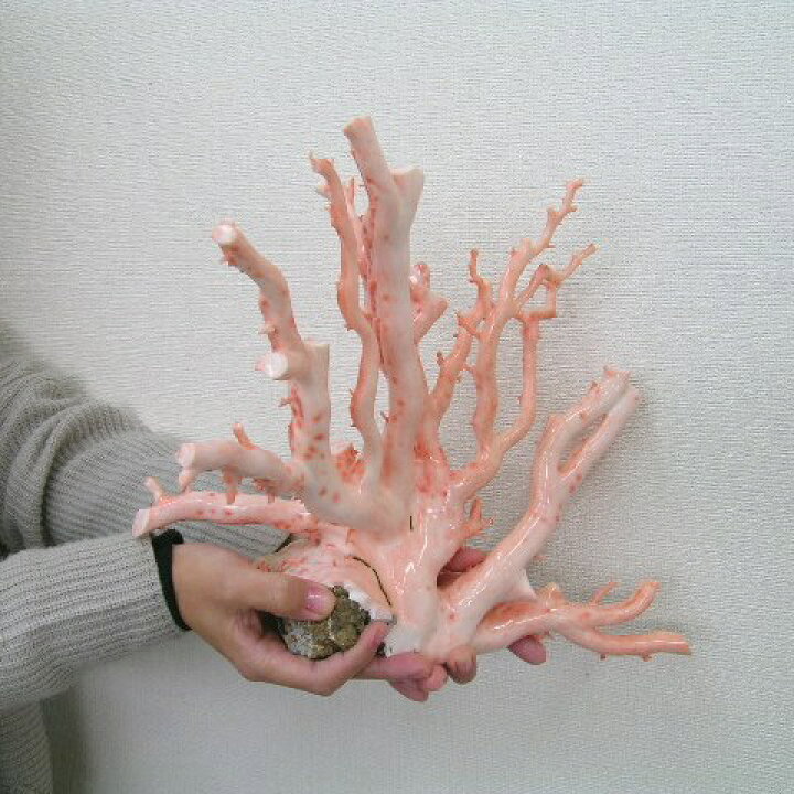 楽天市場】ピンク珊瑚 拝見 置物 原木 宝石サンゴ 珊瑚婚 還暦 誕生日  