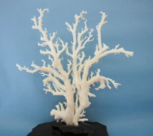 X̌؁EqEu oHς hw΃TSx X荥 җ a j   3̒a Mtg v[g 35N XEl