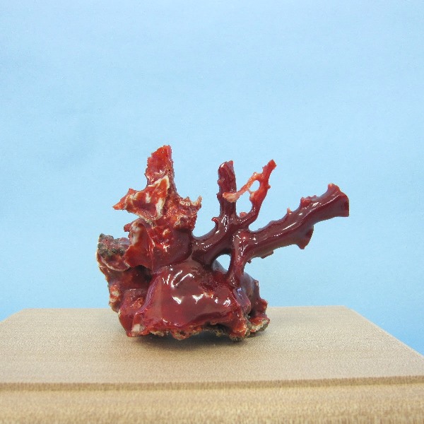 小売価格 高知県産　珊瑚　サンゴ　原木　額　壁掛け　剥製　白珊瑚　血赤珊瑚　ピンク珊瑚 絵画/タペストリ