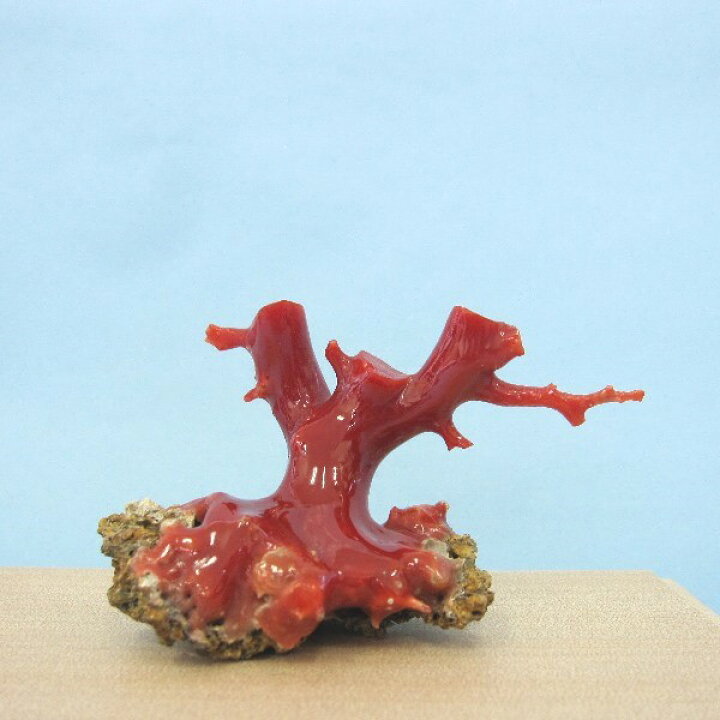 楽天市場】高知沖産血赤珊瑚の拝見 原木 置き物 艶出し加工済み 飾り  