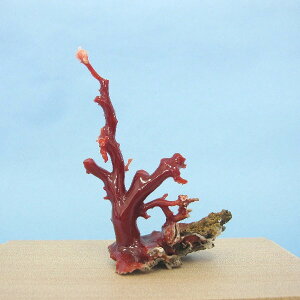 mYԎX̔q  u oHς  u w΃TSx X荥 җ a j   3̒a Mtg v[g 35N XEl