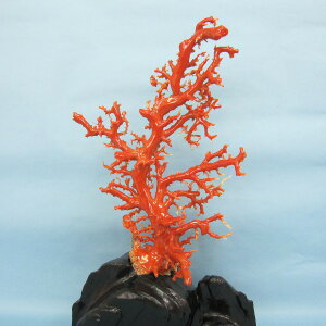 mYԎX̔q  u oHς hw΃TSx X荥 җ a j   3̒a Mtg v[g 35N XEl