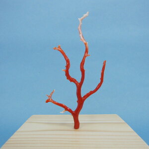 mYԎX q u ؁w΃TSx X荥 җ a j   3̒a Mtg v[g 35N XEl