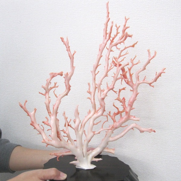 楽天市場】ピンク珊瑚の原木・拝見・置物（艶出し加工済み）黒檀台