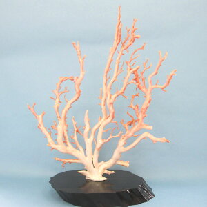 sNX ؁EqEu ioHς݁j h ΃TS X荥 җ a j   3̒a Mtg v[g 35N XEl