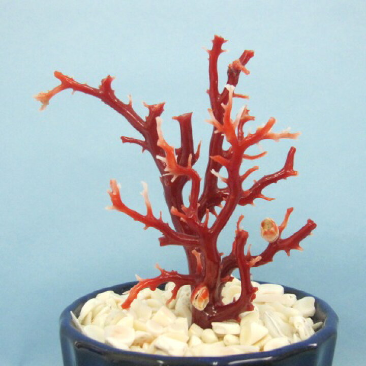 高知沖産血赤珊瑚の拝見 原木 置き物 艶出し加工済み 飾り 置物『宝石 