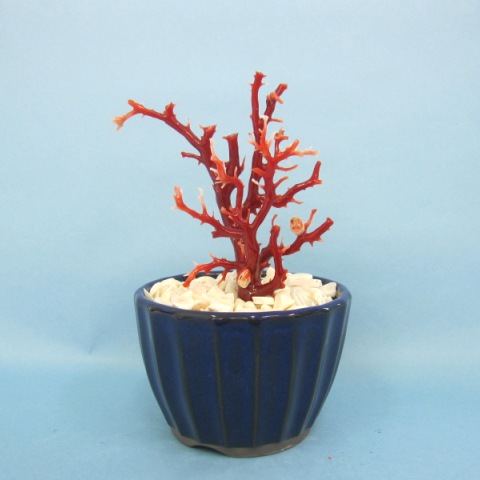 品質のいい *I1588 置物 漆鉢 天然血赤＆白珊瑚 お部屋の縁起物に最適 