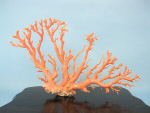 sNiK[ljX̒u  q w΃TSx X荥 җ a j   3̒a Mtg v[g 35N XEl