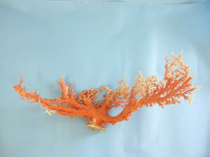 X̌؁EqwΎXxX荥 җ a j   3̒a Mtg v[g 35N XEl