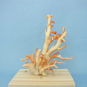 mYX̌ q u w΃TSx X荥 җ a j   3̒a Mtg v[g 35N XEl