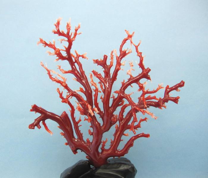 高知沖産血赤珊瑚の拝見・原木・置物 艶出し加工済み 黒檀台 『宝石サンゴ』