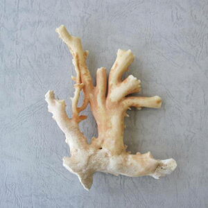 mYX̌ 250g/VRR[w΃TSx X荥 җ a j   3̒a Mtg v[g 35N XEl