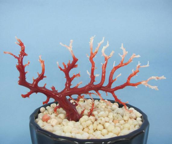 楽天市場】高知沖産血赤珊瑚の拝見 原木 置物 艶出し加工済み 飾り
