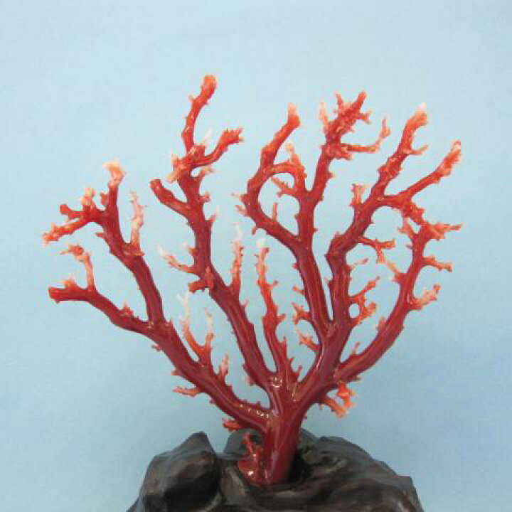 楽天市場】高知沖産血赤珊瑚の拝見 原木 置物 艶出し加工済み 黒檀台  