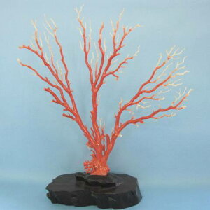 X̔qE؁Eu/h/ӕʏtw΃TSx X荥 җ a j   3̒a Mtg v[g 35N XEl@ƕ