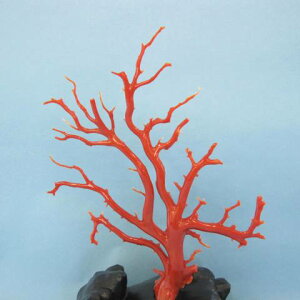 mYԎX̔qE؁Eu oHς h w΃TSx X荥 җ a j   3̒a Mtg v[g 35N XEl