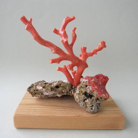 楽天市場】桃珊瑚の原木・拝見・置物『宝石サンゴ』 珊瑚婚 還暦 誕生