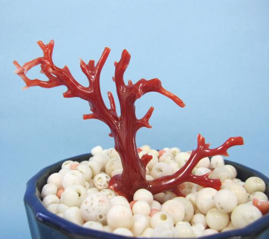 品質のいい *I1588 置物 漆鉢 天然血赤＆白珊瑚 お部屋の縁起物に最適 