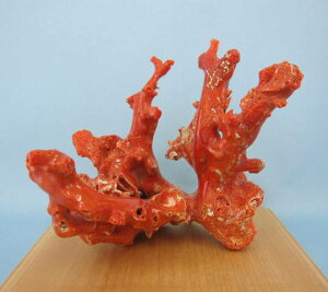 mYԎX̔q  u oHς݁w΃TSx X荥 җ a j   3̒a Mtg v[g 35N XEl