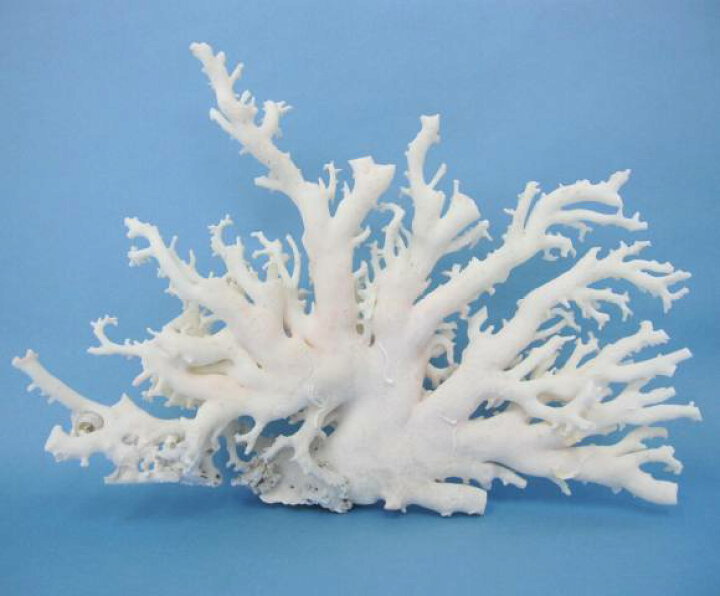 楽天市場】ミッド（白）珊瑚の原木 拝見 アクセサリー材料 『宝石  