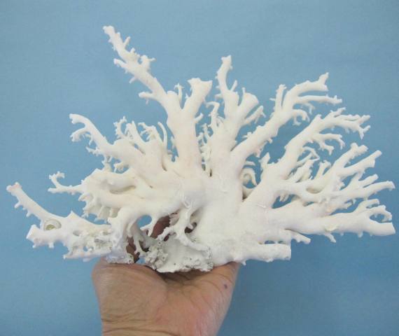 楽天市場】ミッド（白）珊瑚の原木 拝見 アクセサリー材料 『宝石
