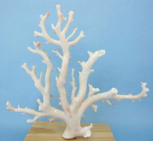 ~bhijX̌؁EqEu oHς w΃TSx X荥 җ a j   3̒a Mtg v[g 35N XEl