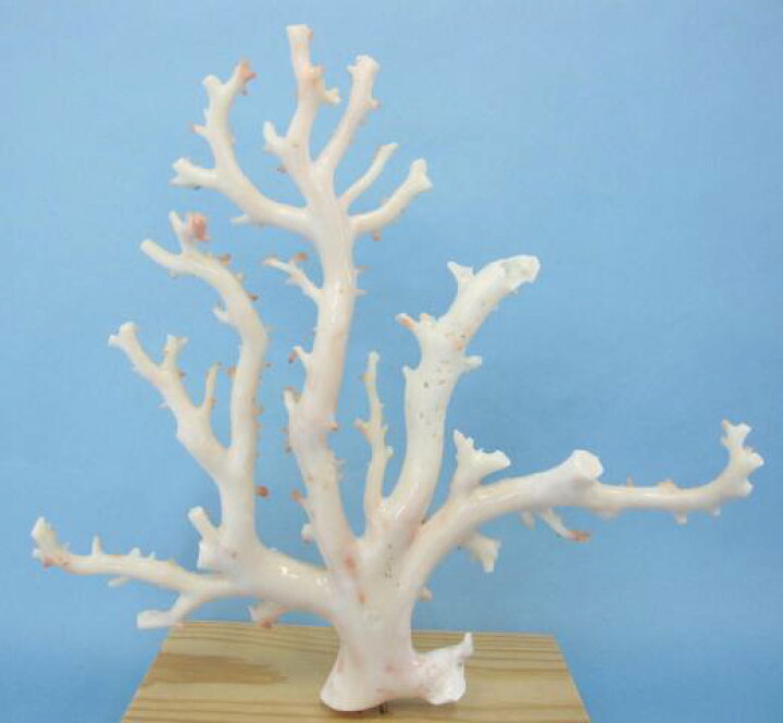 楽天市場】ミッド（白）珊瑚の原木・拝見・置物 艶出し加工済み 『宝石  