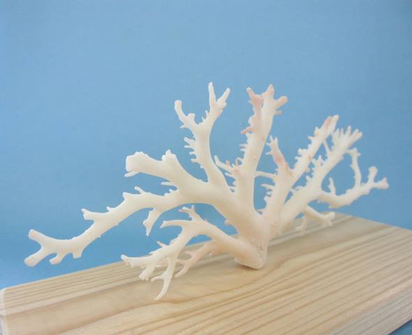 新品・送料無料 ミッド（白）珊瑚の原木 拝見 置物 魔除 厄除 御守