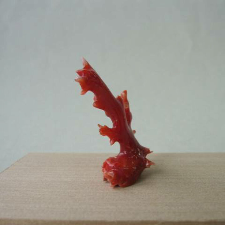 楽天市場】日本・高知沖産赤珊瑚の拝見 置き物 原木 置 飾り開運  