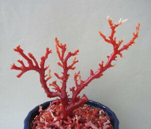 日本・高知産血赤珊瑚の拝見 原木 置物 艶出し加工済み 飾り 置物 盆栽風『宝石サンゴ』 珊瑚婚 還暦 誕生日 御祝 厄除 御守 3月の誕生石 ギフト プレゼント 結婚35周年 珊瑚職人