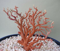 楽天市場】サンゴ 置物の通販 