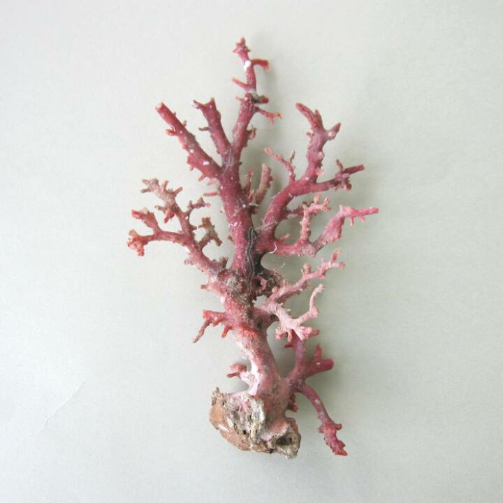 楽天市場】日本・高知沖産赤珊瑚の原木 素材 枝 パーツ 置物 『宝石  
