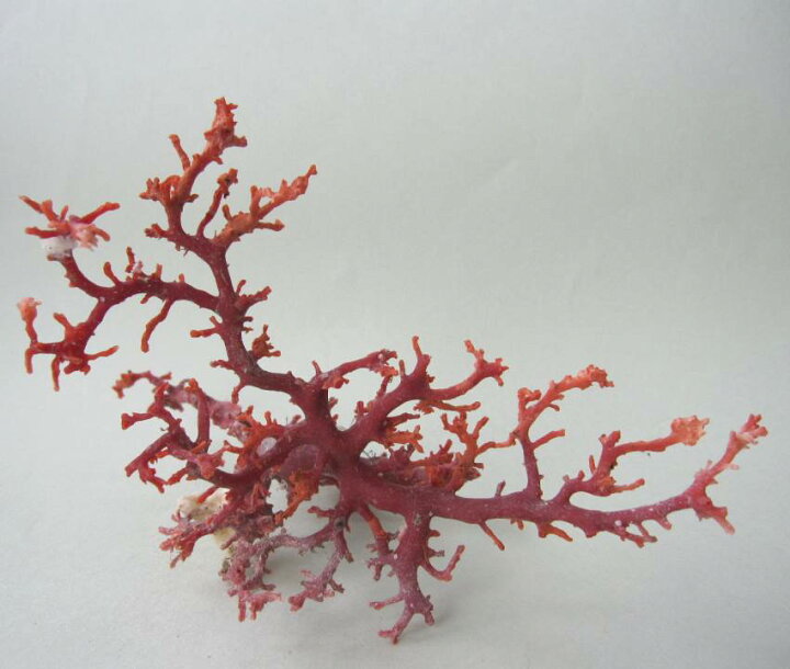 楽天市場】日本・高知沖産赤珊瑚の原木 素材 枝 パーツ 置物 『宝石  