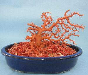 日本・高知沖産赤珊瑚の拝見 原木 家宝 置物 飾り 盆栽風 『宝石サンゴ』 珊瑚婚 還暦 誕生日 御祝 厄除 御守 3月の誕生石 ギフト プレゼント 結婚35周年 珊瑚職人