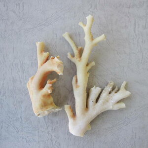 mYX̌ i2ZbgE165gjVRR[ w΃TSx X荥 җ a j   3̒a Mtg v[g 35N XEl