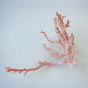 sN iK[lj X  p[c ANZT[ޗ ΃TS X荥 җ a j   3̒a Mtg v[g 35N XEl