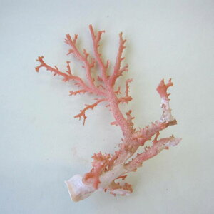 sN iK[lj X  p[c ANZT[ޗ ΃TS X荥 җ a j   3̒a Mtg v[g 35N XEl