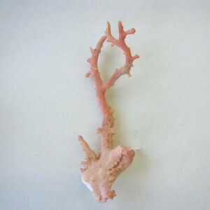 sN iK[lj X  p[c ANZT[ޗ ΃TS X荥 җ a j   3̒a Mtg v[g 35N XEl