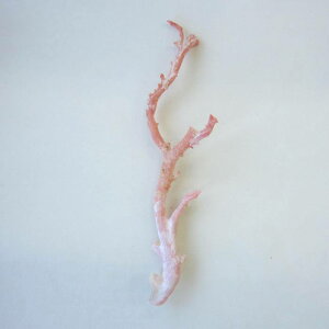 sN iK[lj X  p[c ANZT[ޗ ΃TS X荥 җ a j   3̒a Mtg v[g 35N XEl