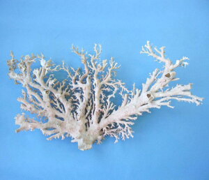 ~bhijX  q u  ANZT[f ΃TS X荥 җ a j   3̒a Mtg v[g 35N XEl