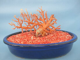 日本 高知沖産血赤珊瑚 原木 拝見 家宝 置物 飾り 盆栽風 『宝石サンゴ』 珊瑚婚 還暦 誕生日 御祝 厄除 御守 3月の誕生石 ギフト プレゼント 結婚35周年 珊瑚職人