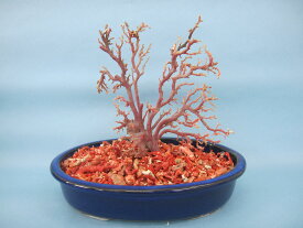 日本 高知沖産血赤珊瑚 原木 拝見 家宝 置物 飾り 盆栽風 『宝石サンゴ』 珊瑚婚 還暦 誕生日 御祝 厄除 御守 3月の誕生石 ギフト プレゼント 結婚35周年 珊瑚職人