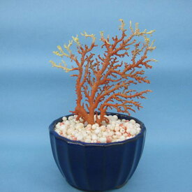 日本 高知沖産血赤珊瑚 原木 拝見 家宝 置物 飾り 盆栽風 『宝石サンゴ』 珊瑚婚 還暦 誕生日 御祝 厄除 御守 3月の誕生石 ギフト プレゼント 結婚35周年 珊瑚職人