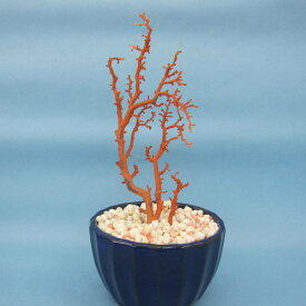 日本 高知沖産血赤珊瑚 原木 拝見 家宝 置物 飾り 盆栽風 『宝石サンゴ』 珊瑚婚 還暦 誕生日 御祝 厄除 御守 3月の誕生石 ギフト プレゼント 結婚35周年 珊瑚職人